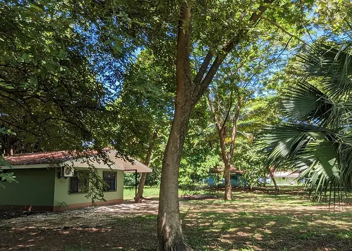 Iguana Street Coco